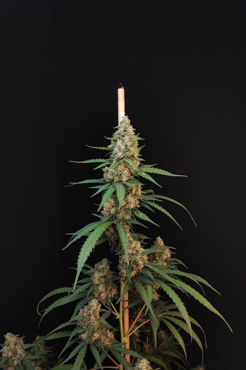 Photo of Cheese Auto