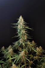 Sour Diesel Auto