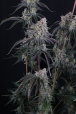 Pineapple OG Auto