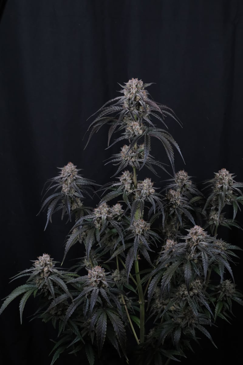 Photo of Mango Frost Auto