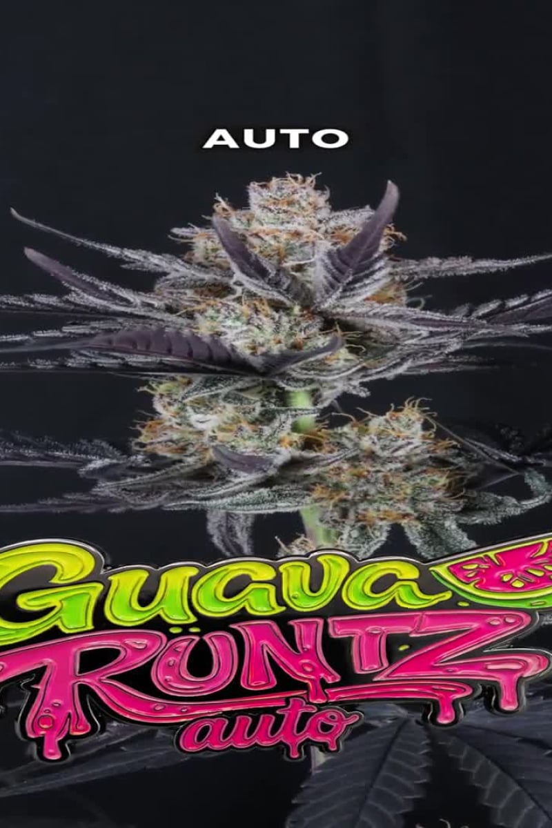 Guava Runtz Auto video