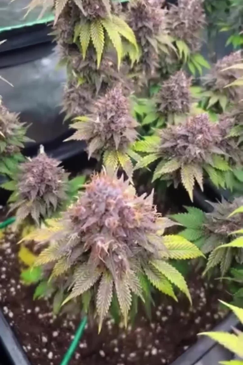 Banana Purple Punch Auto RF3 video