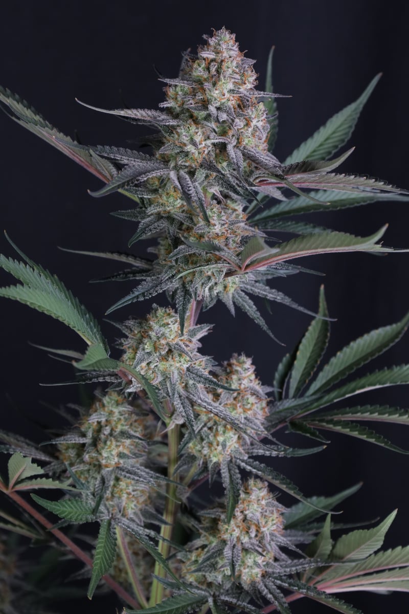 Photo of Lemon Tree Auto