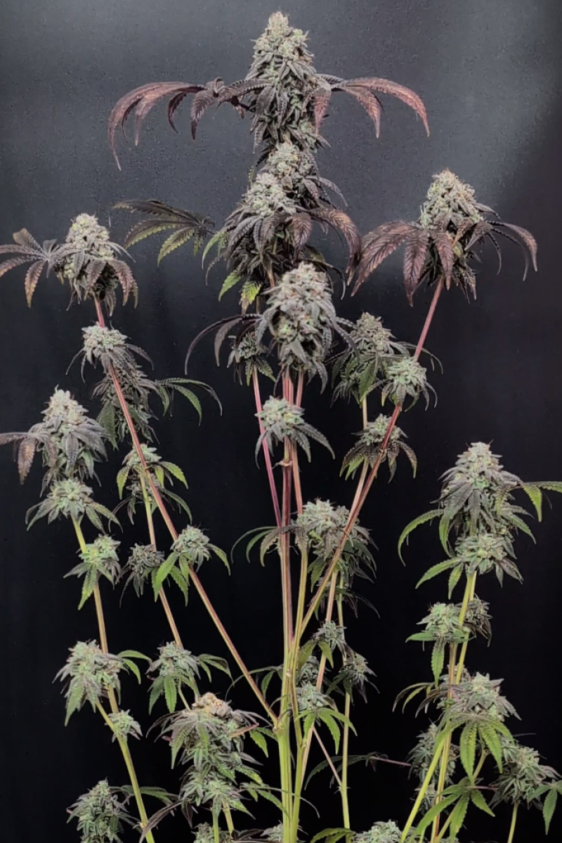 Photo of Garlic Mint Sherbet