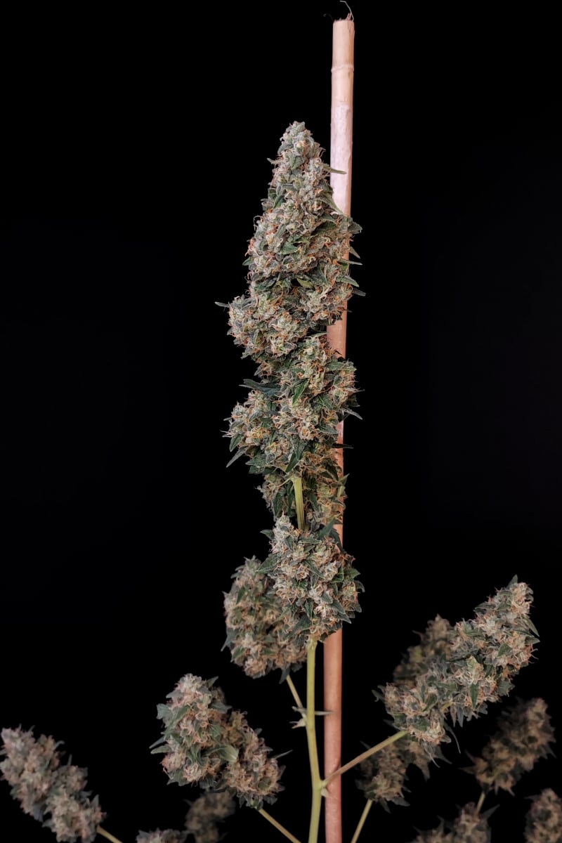 Photo of Cheese Auto