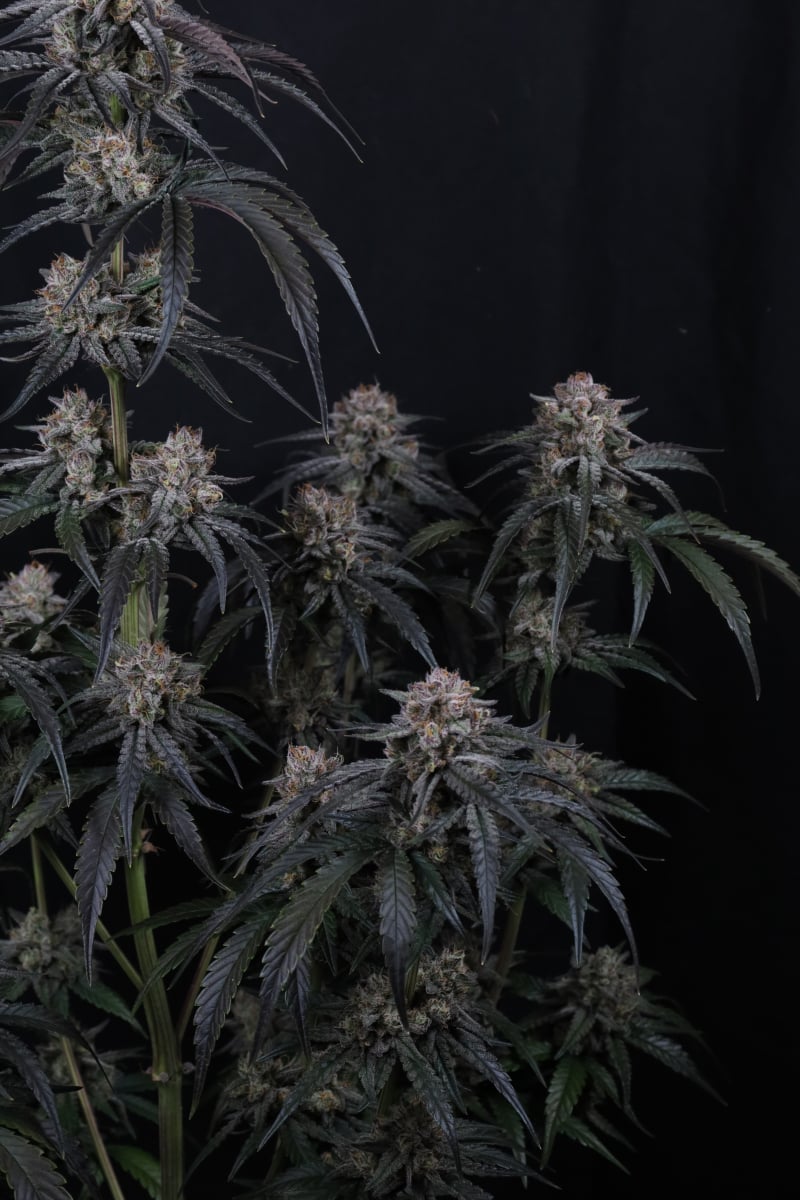 Photo of Mango Frost Auto