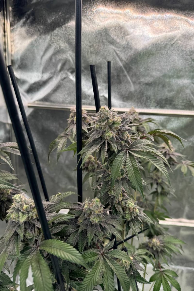 Photo of Gary Sherbet