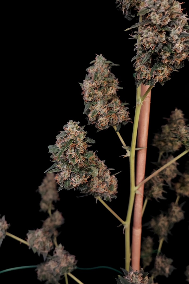 Photo of Cheese Auto