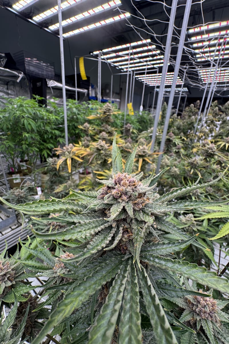 Photo of Cherry Cola Auto RF3