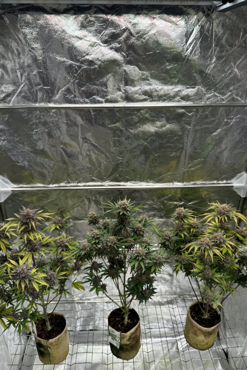 Photo of Cherry Cola Auto RF3