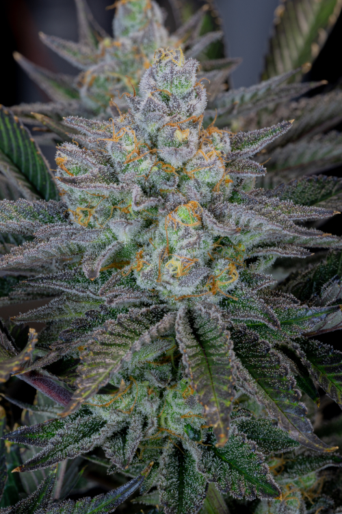 Buy Gorilla Cookies Ff Cannabis Seeds 