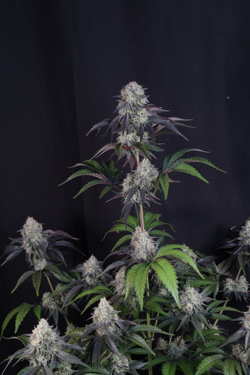 Photo of Sundae Frost Auto