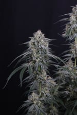 Garlic Mint Sherbet Auto