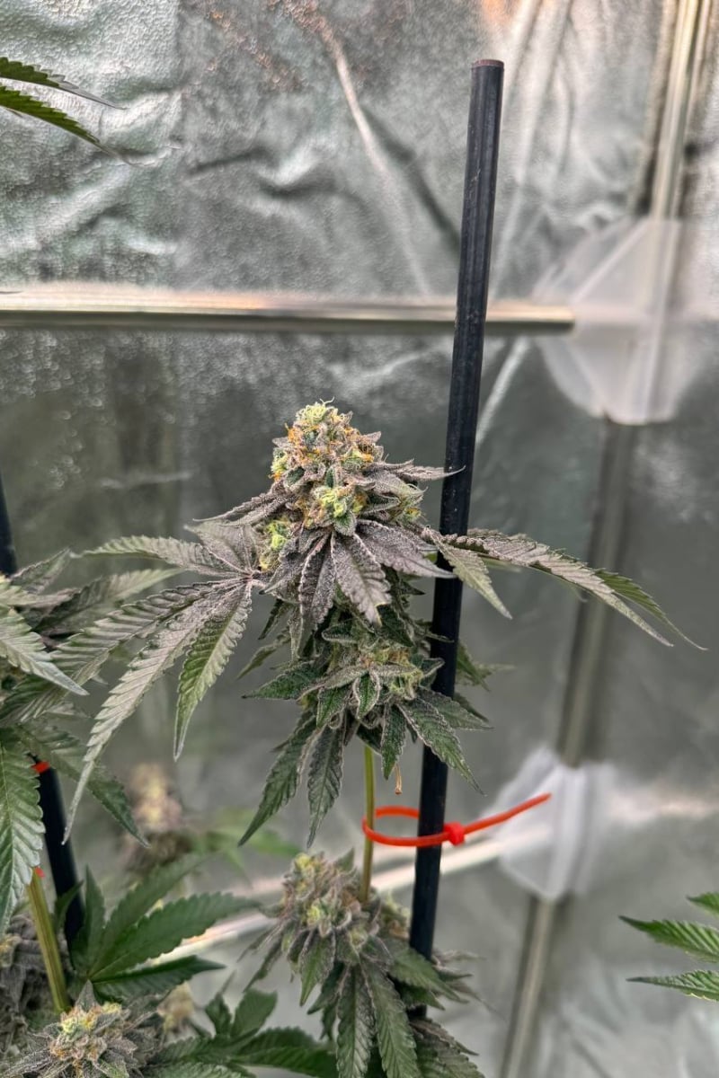 Photo of Gary Sherbet