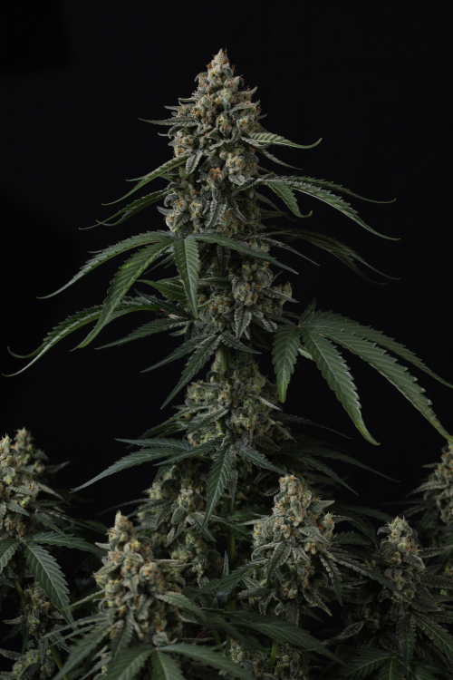 Banana Cherry Cookies Auto