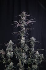 Pineapple OG Auto