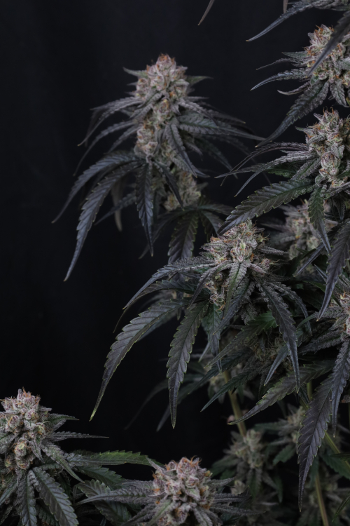Mango Frost Auto