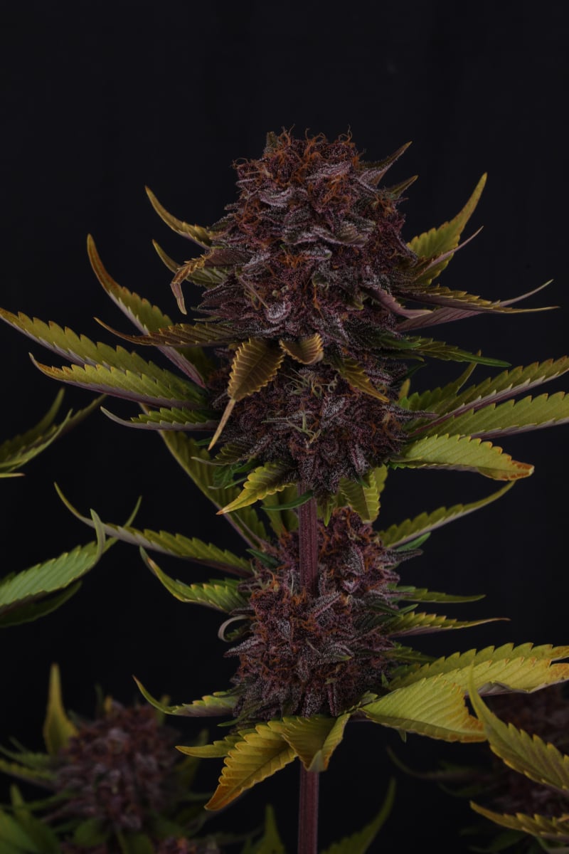 Photo of Purple Lemonade Auto RF3