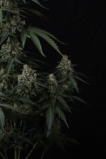 Banana Cherry Cookies Auto