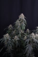 Garlic Mint Sherbet Auto