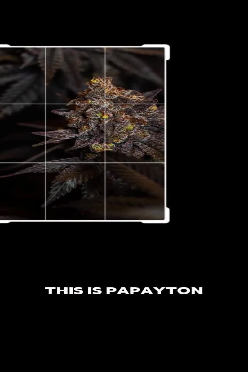 Papayton video