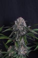 Lemon Cherry Sundae Auto