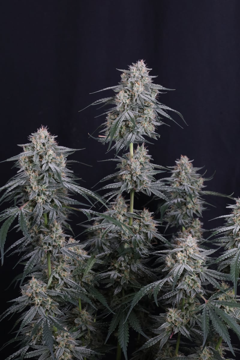 Photo of Garlic Mint Sherbet Auto