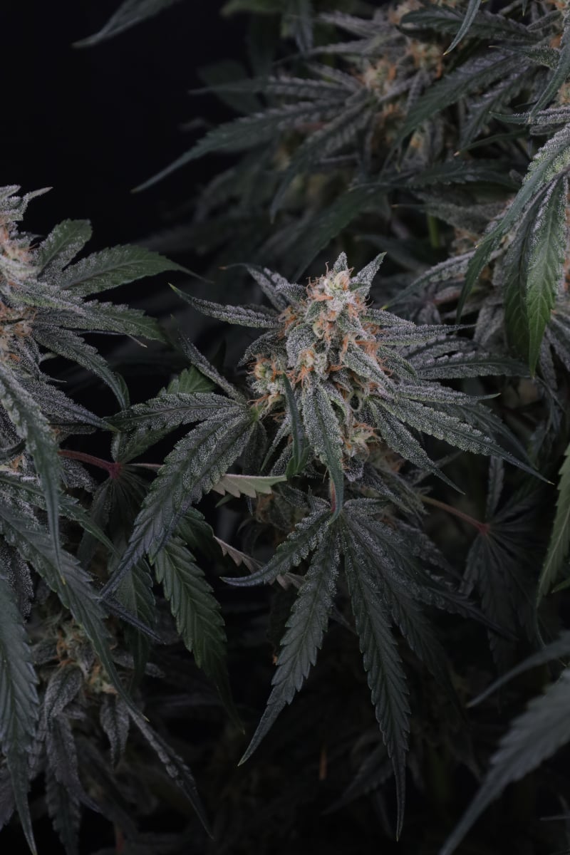 Photo of Garlic Mint Sherbet Auto