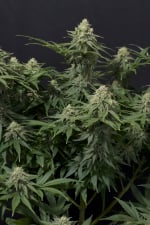 Wedding Cheesecake FF