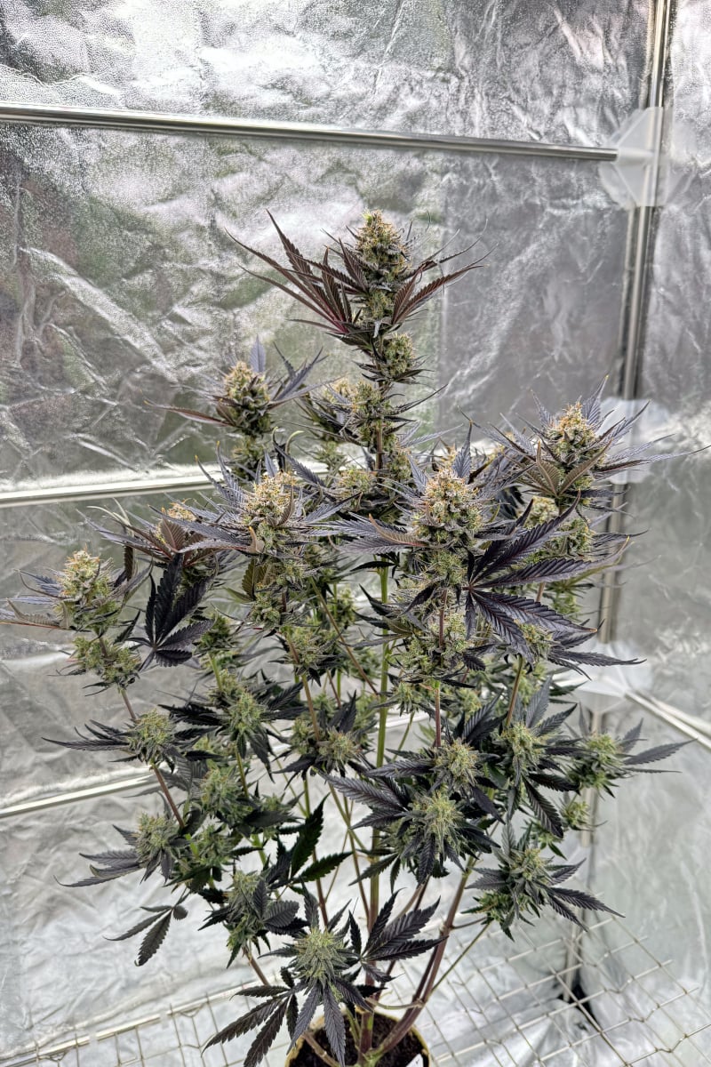 Photo of Guava Auto RF3