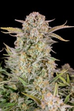 Bruce Banner Auto