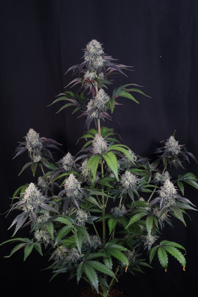 Photo of Sundae Frost Auto