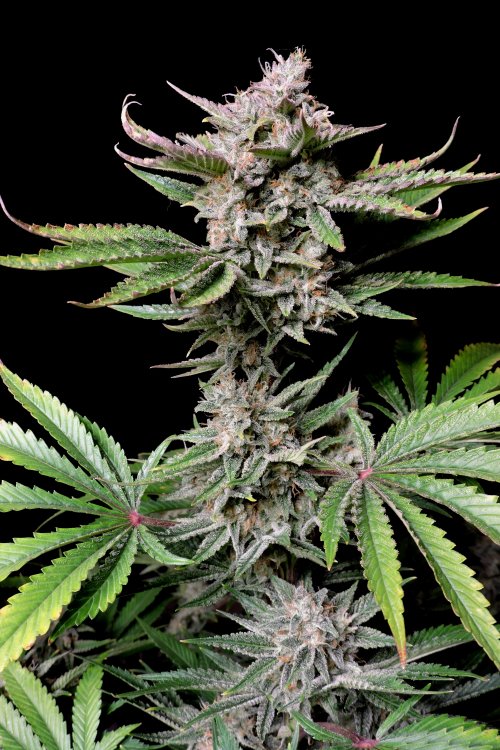 Buy Cherry Cola Auto Cannabis Seeds | Fast Buds