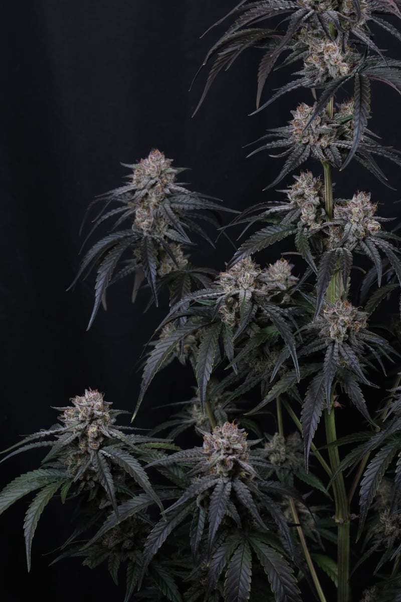 Photo of Mango Frost Auto