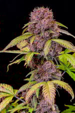 Lemon Cherry Cookies Auto