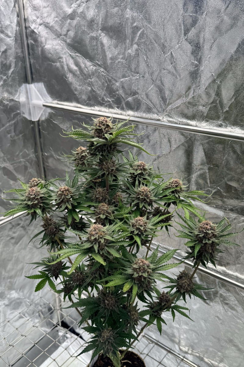 Photo of Cherry Cola Auto RF3