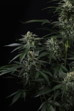 Banana Frost Auto