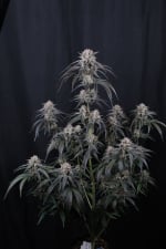 Mango Frost Auto