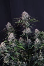 Lemon Cherry Sundae Auto