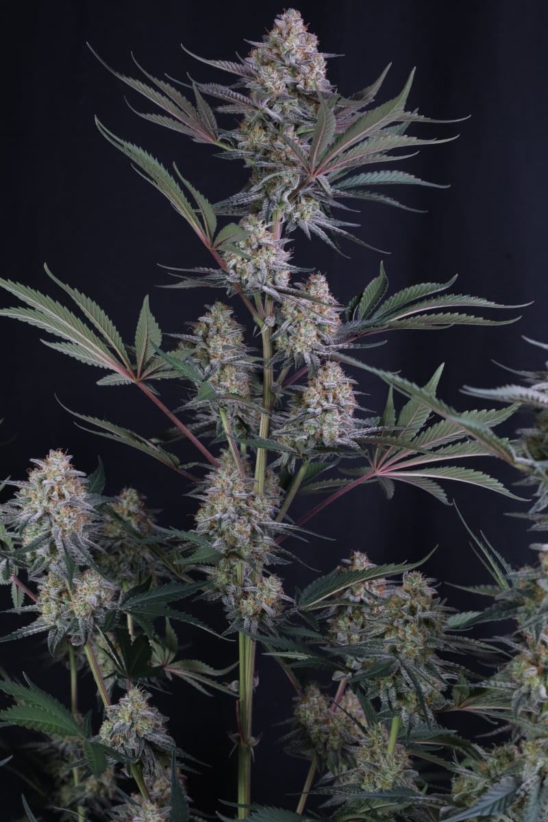 Photo of Lemon Tree Auto