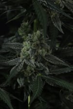 Banana Frost Auto