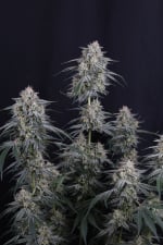 Garlic Mint Sherbet Auto