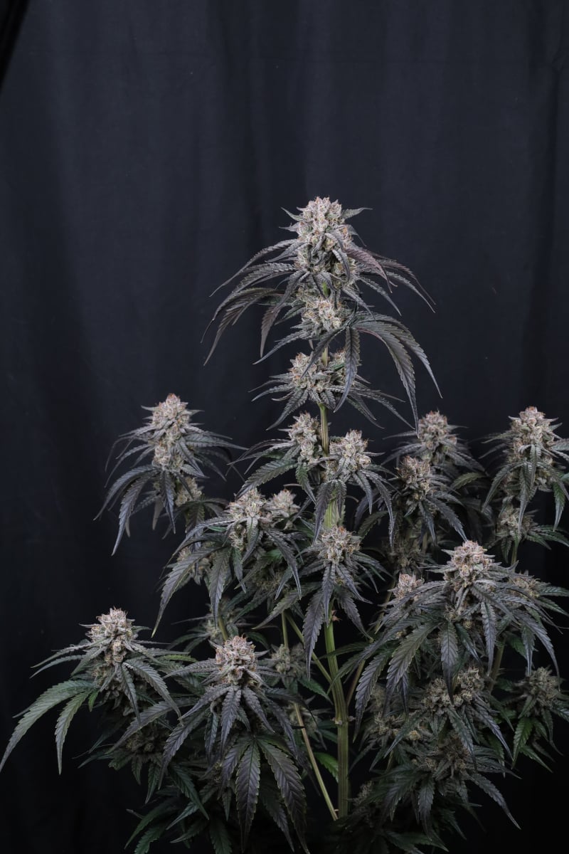 Photo of Mango Frost Auto