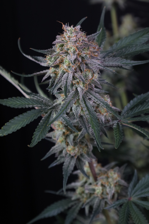 Lemon Tree Auto