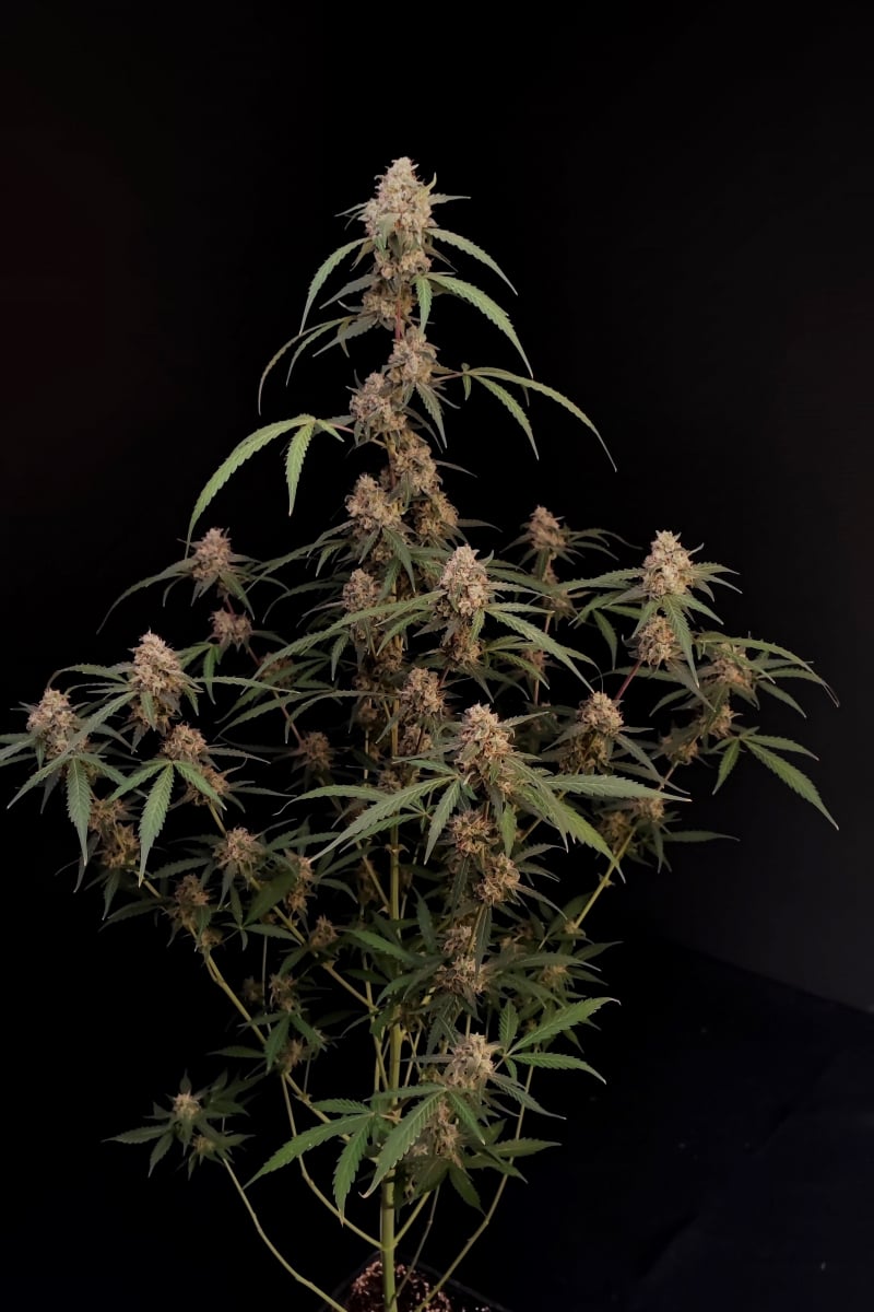 Photo of AK Auto