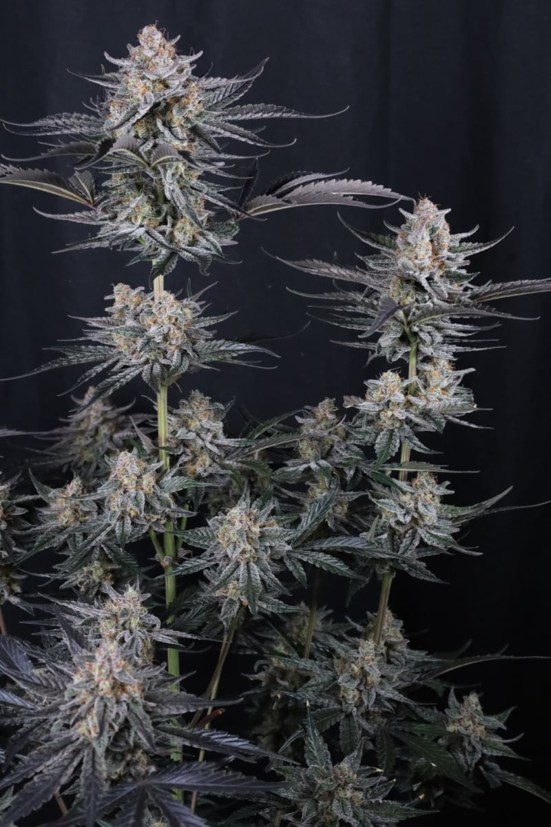 Photo of Mendo Guava Auto