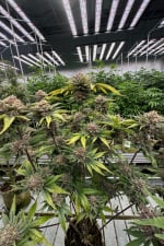 Cherry Cola Auto RF3