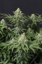 Wedding Cheesecake FF