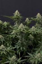 Wedding Cheesecake FF