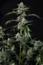 Banana Guava Auto
